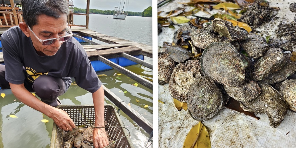 Mohamad Ridzwan Ishak at his oyster farm in Sungai Merbok. He said the workshop deepened his understanding of the industry and the challenges ahead.