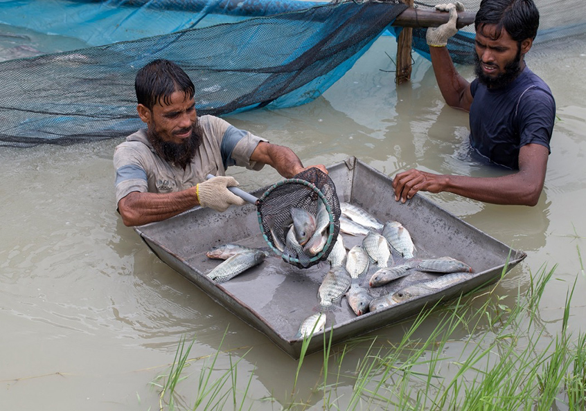 Freshly harvested tilapia in Jessore, Bangladesh. Photo by Yousuf Tushar