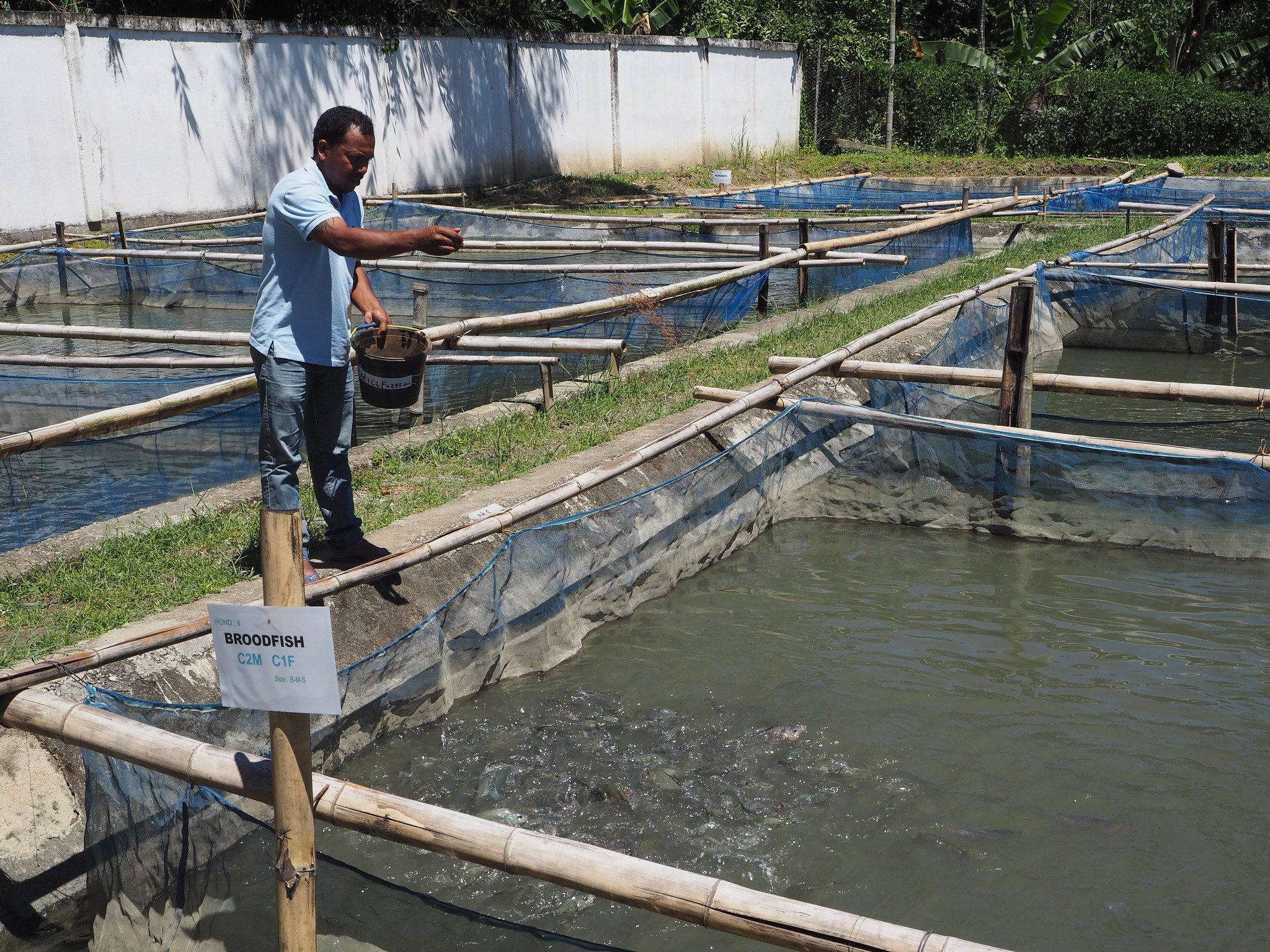 Feeding fish at Gleno hatchery, Timor-Leste.