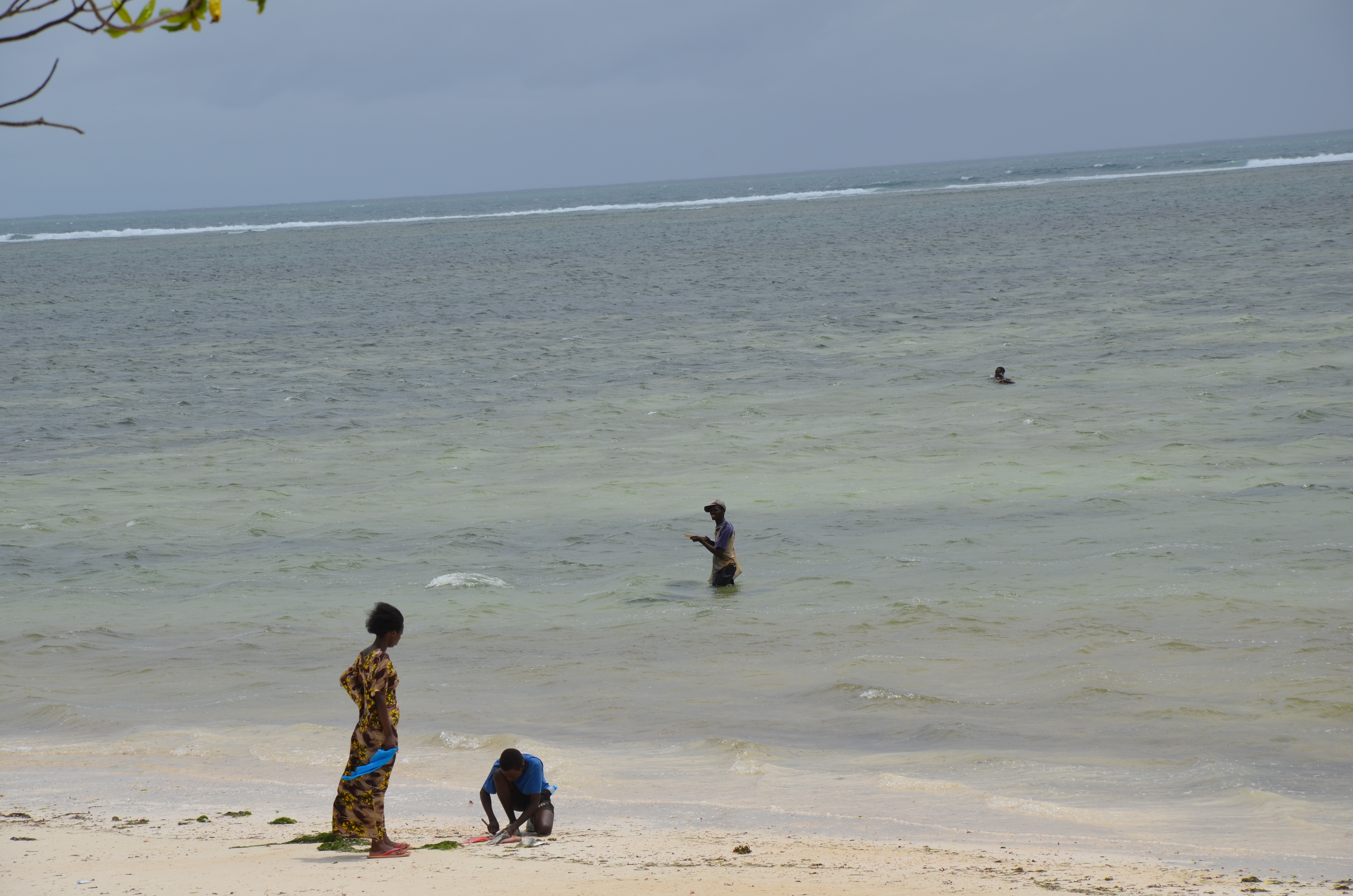 This includes octopuses hand caught by the youth, and a diversity of pelagic and reef fish captured by nets or lines by fishers in small motorised boats. 