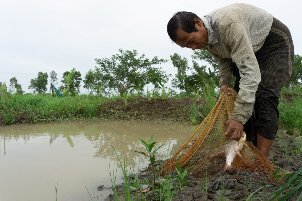 Aung Kyaw lands fish from his pond. Photo by Majken Schmidt Søgaard.