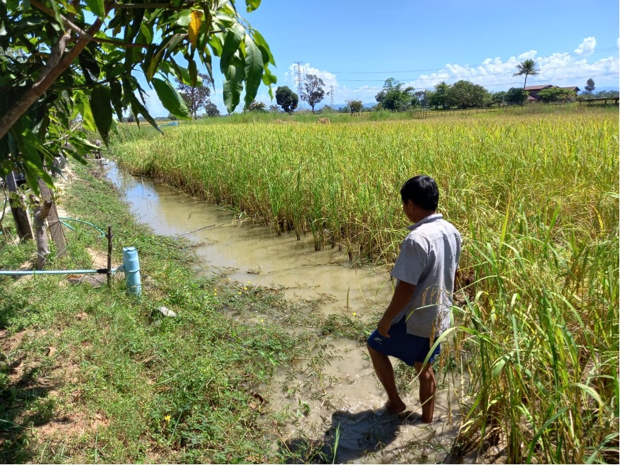 Integrated rice fish system in Sanamxay, Laos. Photo credit Ayan Samaddar WorldFish India.jpg