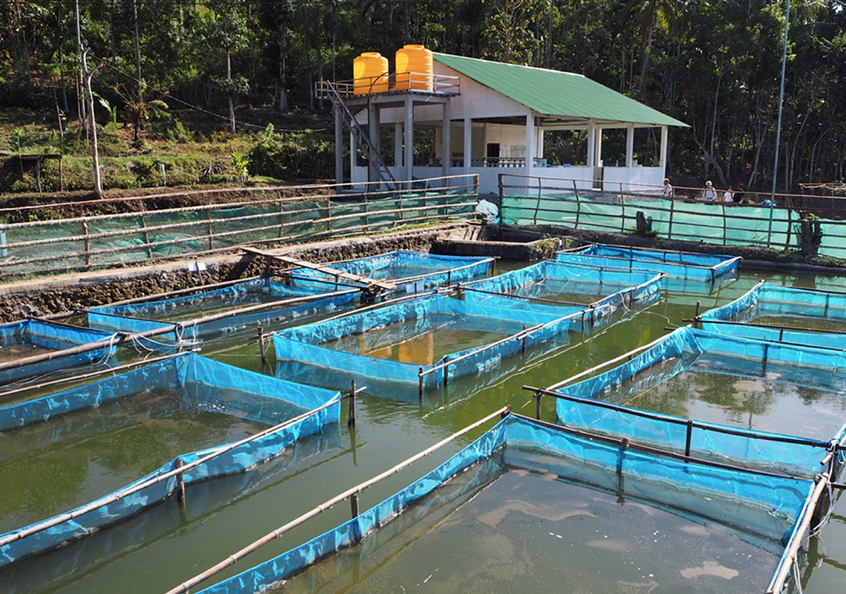 The private GIFT hatchery at Leohitu, Timor-Leste.