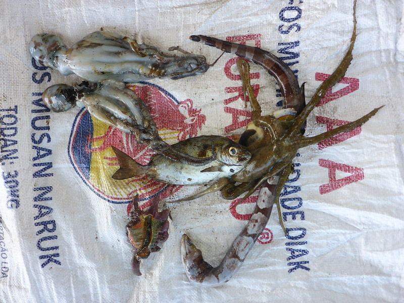 A gleaner's catch displayed from Beacou, Timor-Leste. Photo by Alex Tilley