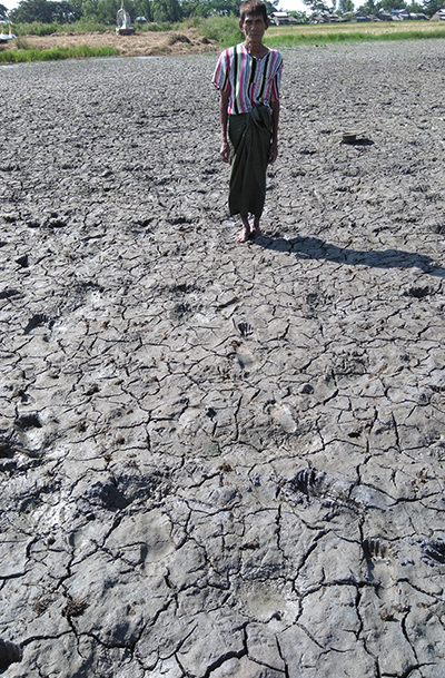 These [rice] fields are damaged because the sluice gate is blocked with sediment. This photo shows the real situation.” Photo by farmer U Han Thein.