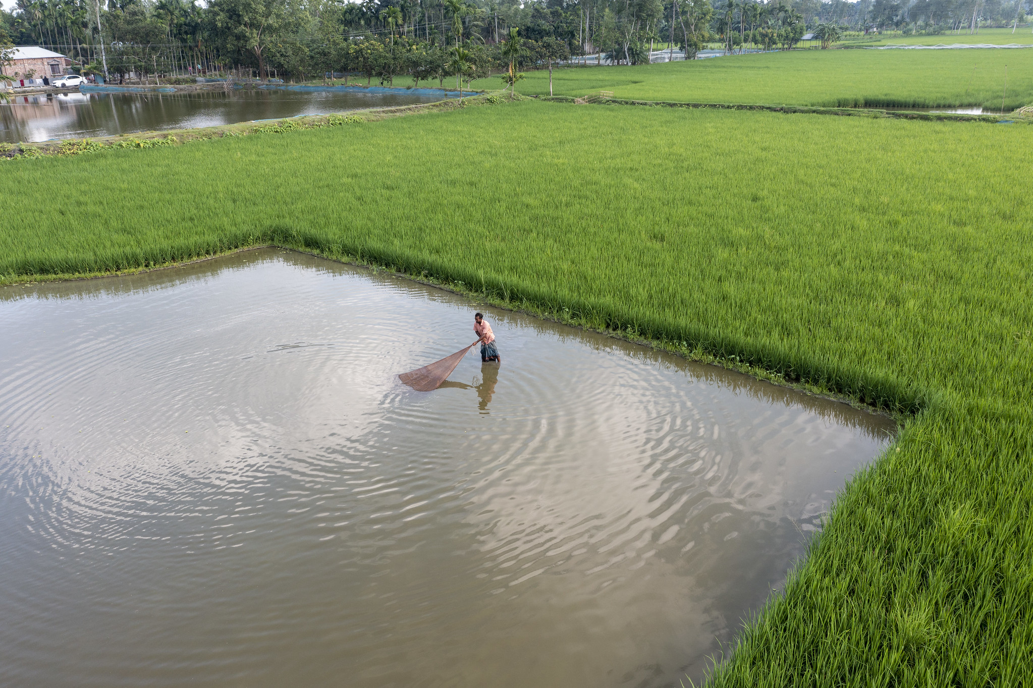 Fish farming in Bangladesh