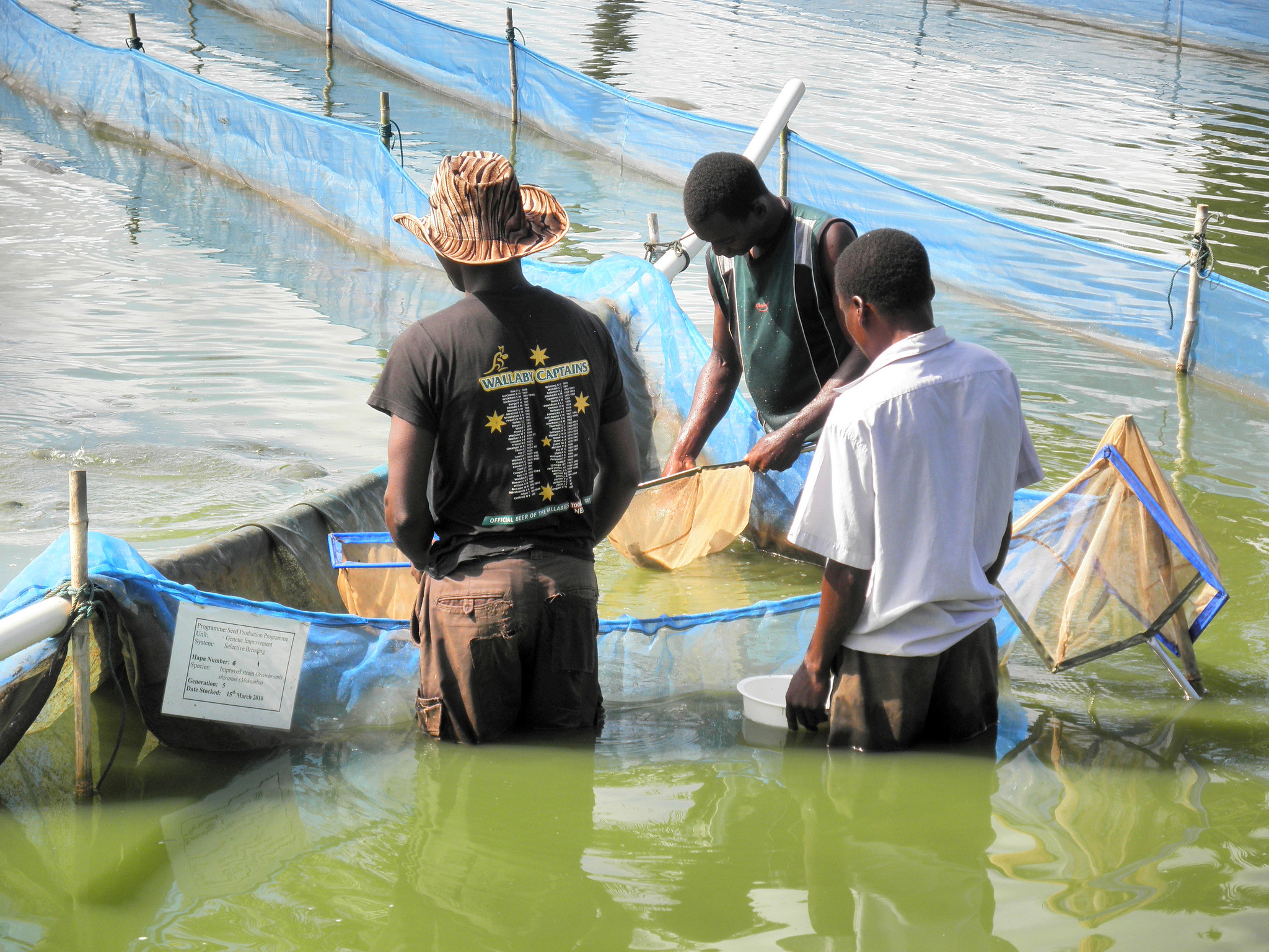 Collecting fish seed at the National Aquaculture Centre in Domasi, Malawi. Photo by Asafu Chijere.