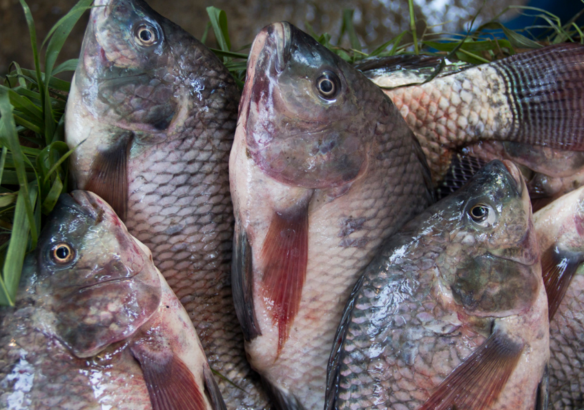 Farmed Nile tilapia in a market in Cairo, Egypt.