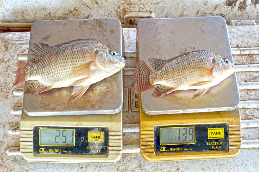 A visual comparison between a sample of two genetically improved Nile tilapia. Photo by Gamal El-Naggar.