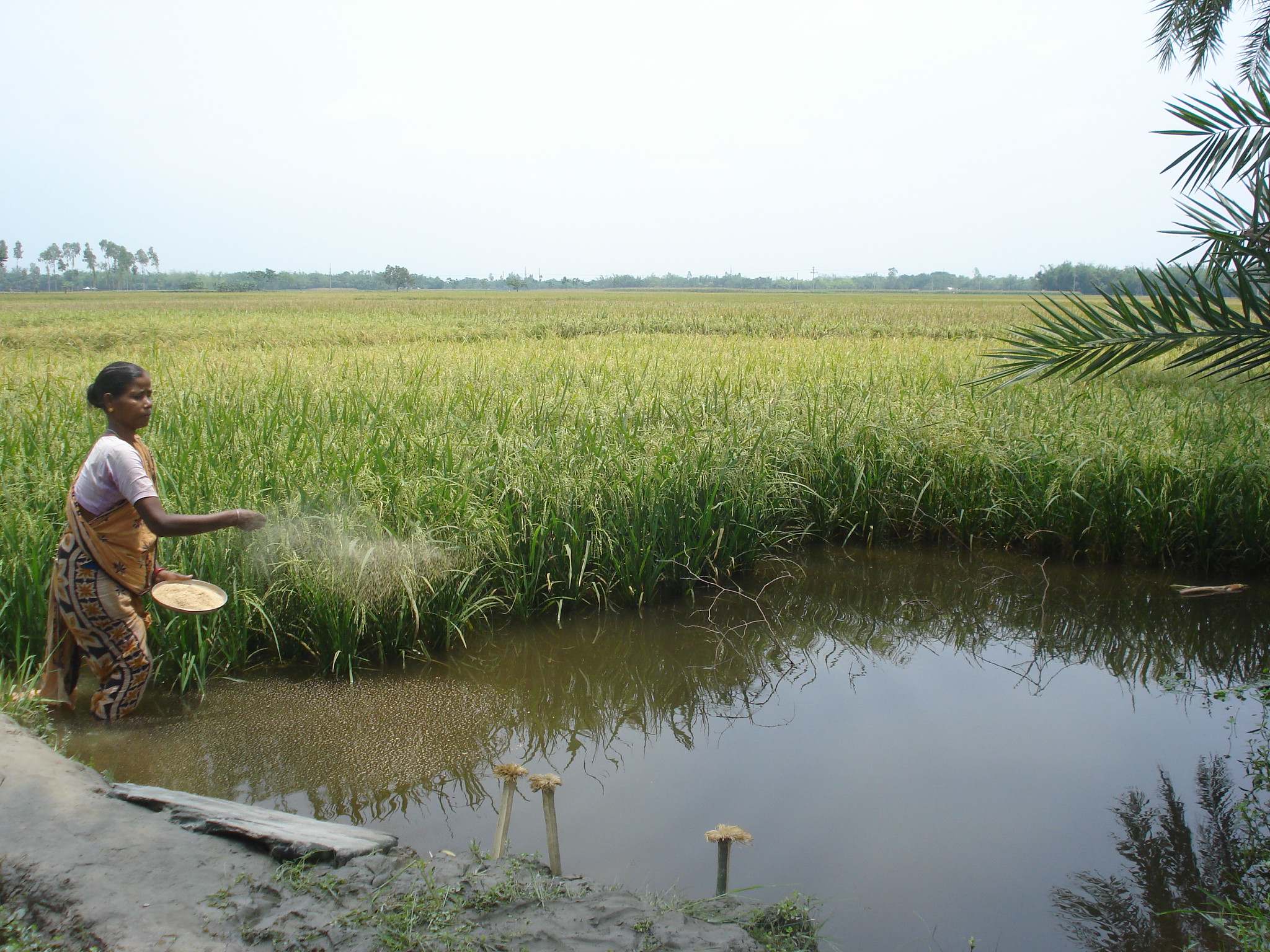  Local initiatives hold potential for sustainably transforming food systems for healthy diets and ecosystems. Photo by Fani Llauradó