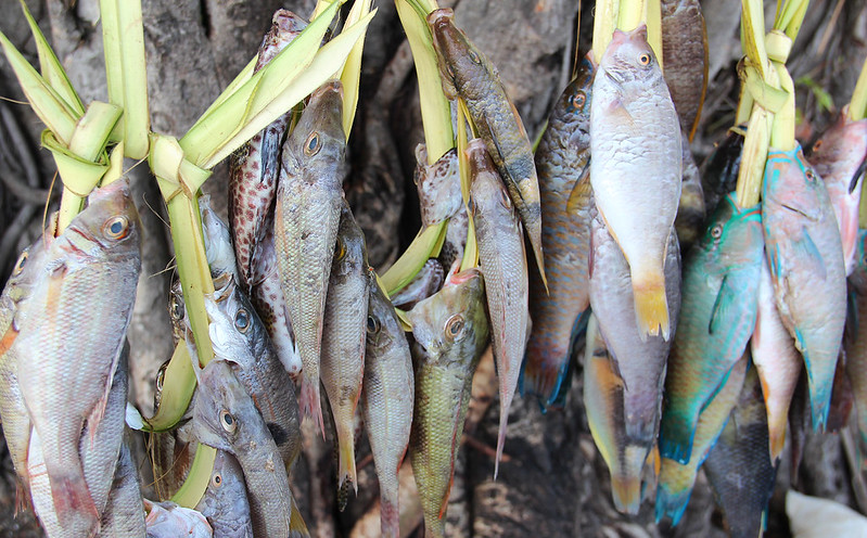 Locally caught reef fish at a roadside stall in Dili, Timor Leste. Photo by Holly Holmes,