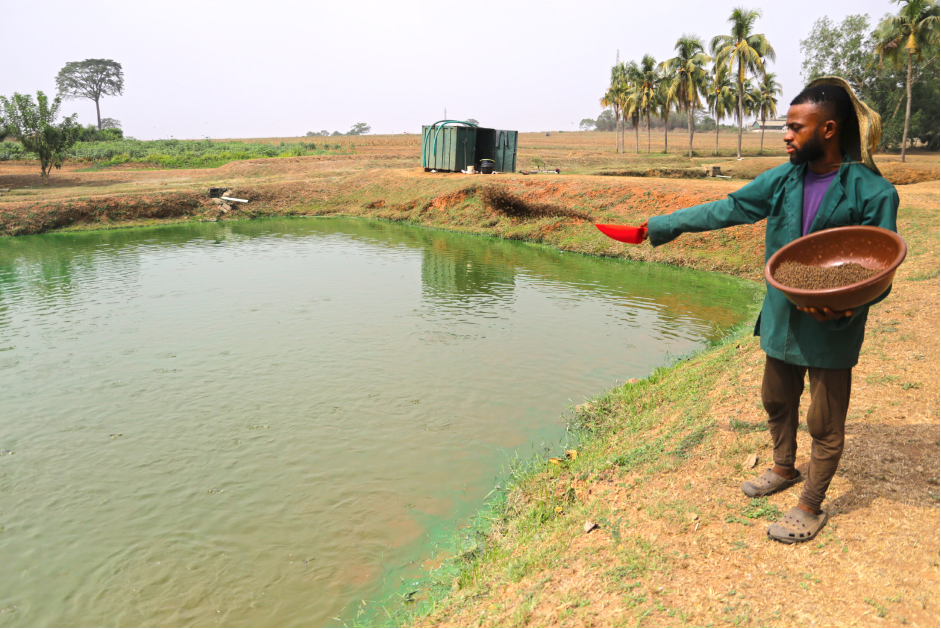A farmer feeds his fish in Nigeria. Photos by Sunil Siriwardena