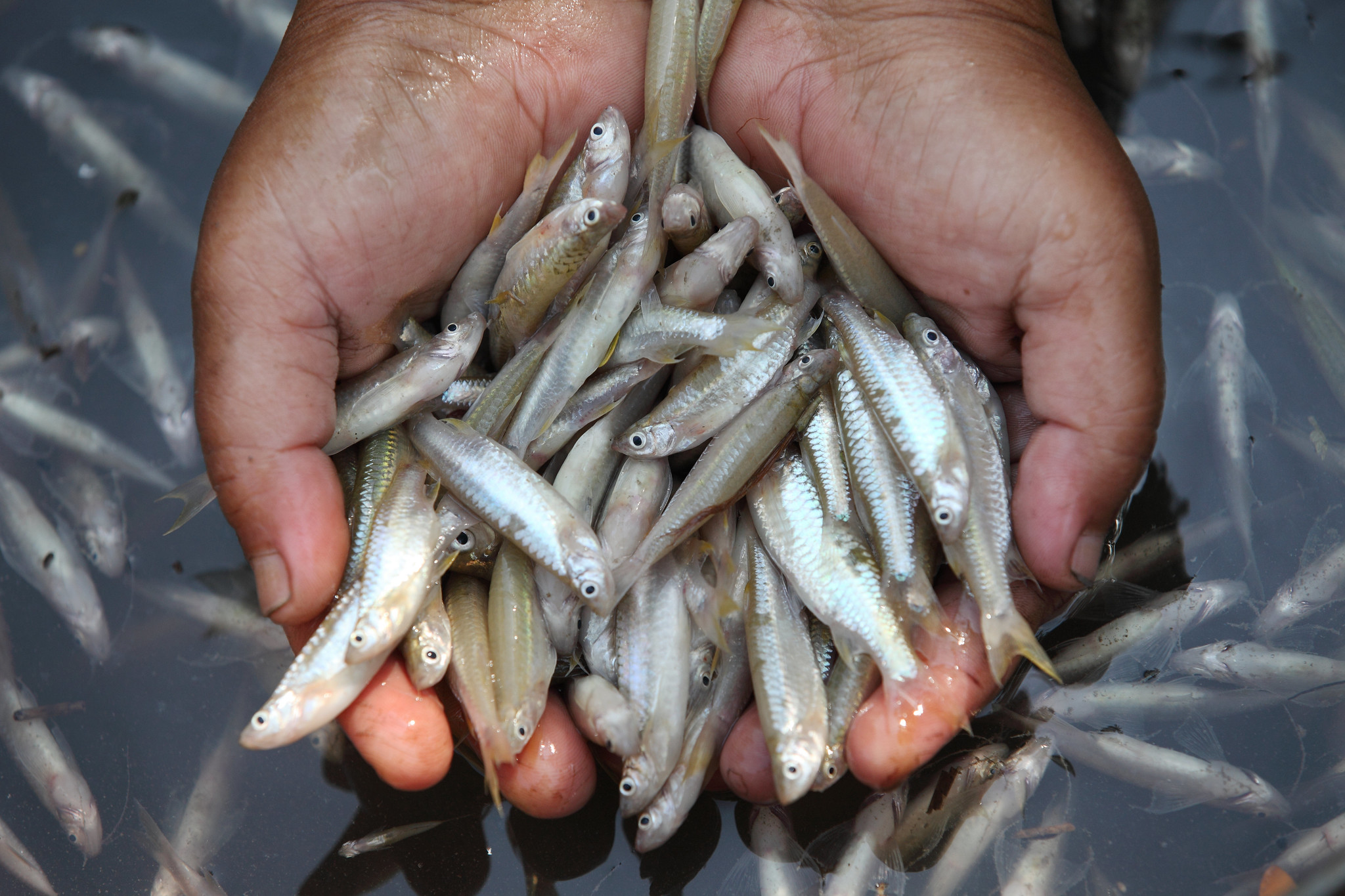 Aquatic Foods provide vital nutrients to 3.3 billion people globally.