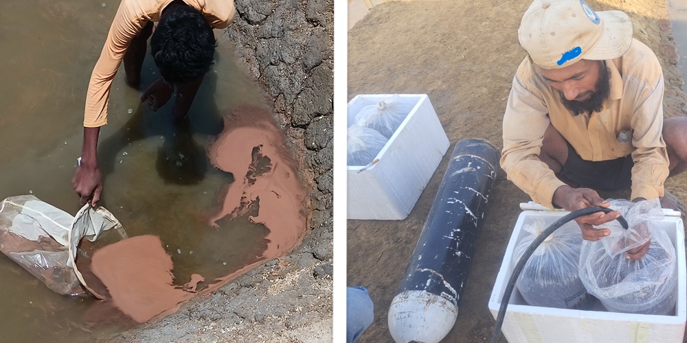 Left: Artemia cyst harvest. Right: Packing live Artemia biomass.