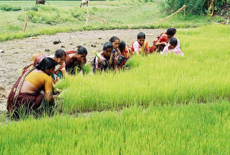 Integration of fisheries in irrigation systems is a natural-based solution which increases the mutual benefits of both sectors. Photo by CBFM-Fem Com Bangladesh 