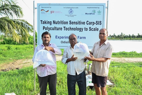 Farmers purchasing mola seed from the project’s partner hatchery.