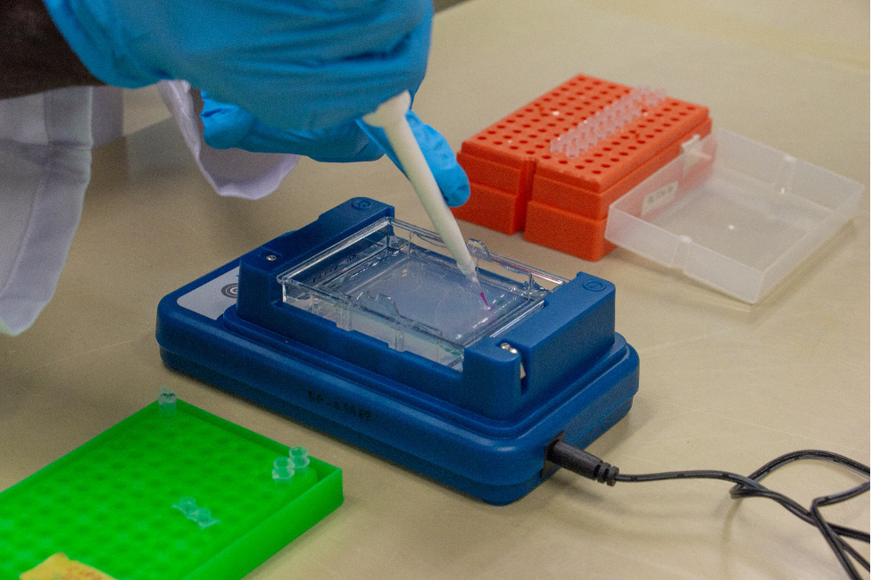 Loading PCR products on an agarose gel for agarose gel electrophoresis Photo: Jérôme Delamare-Deboutteville/WorldFish 