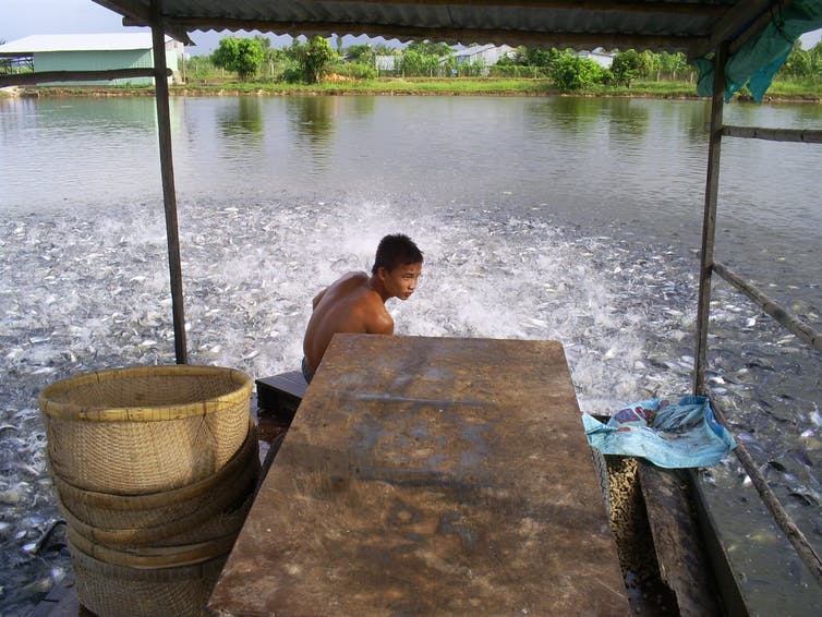 Farming pangasius catfish for export in Vietnam. Photo by Ben Belton, CC BY-ND.