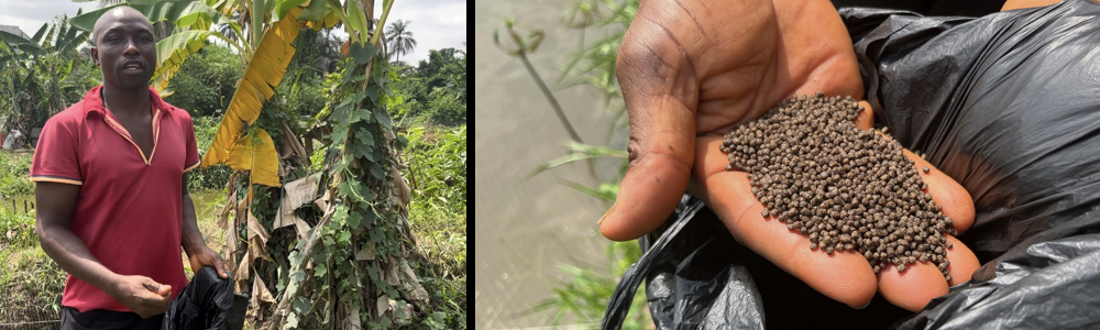 Hybrid fish farmer, Emmanuel Michael, feeds tilapia and catfish in his hybrid ponds in Asaba, Delta State, Nigeria.