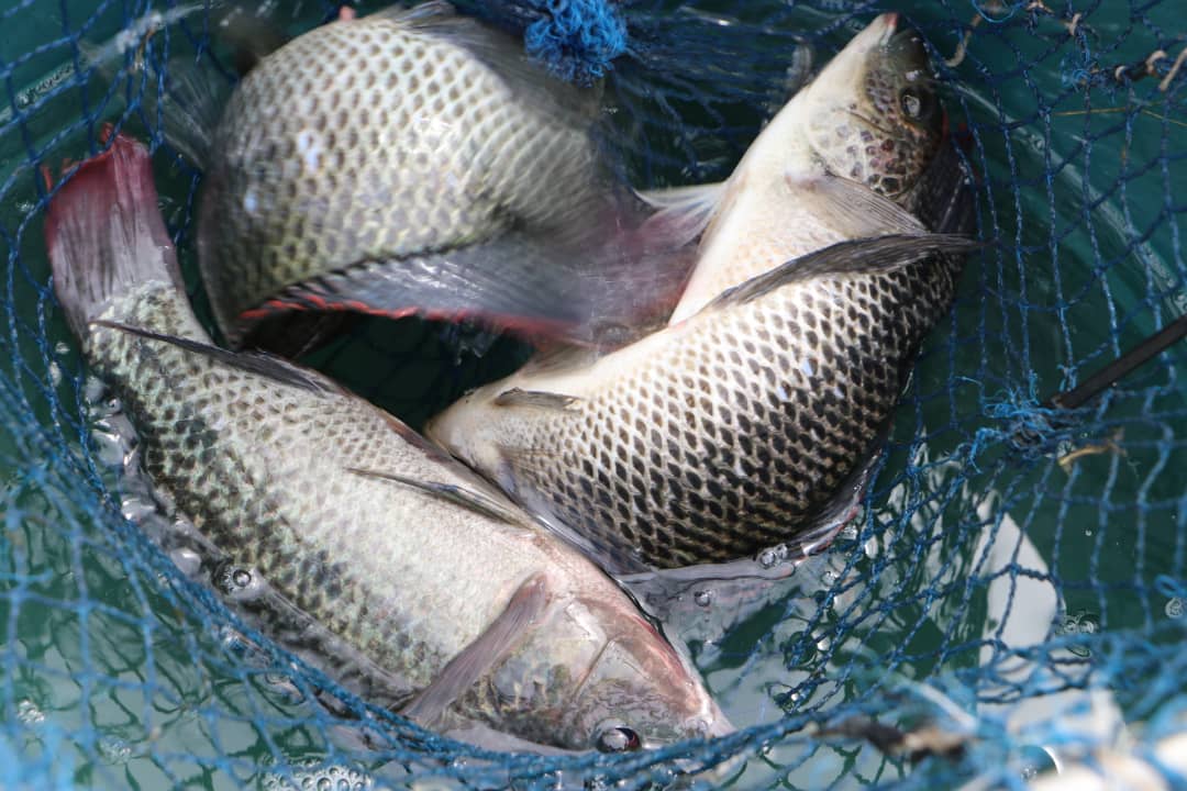 The three-spotted tilapia (Oreochromis andersonii) locally called Kafue bream upon which the selective breeding program will be anchored.