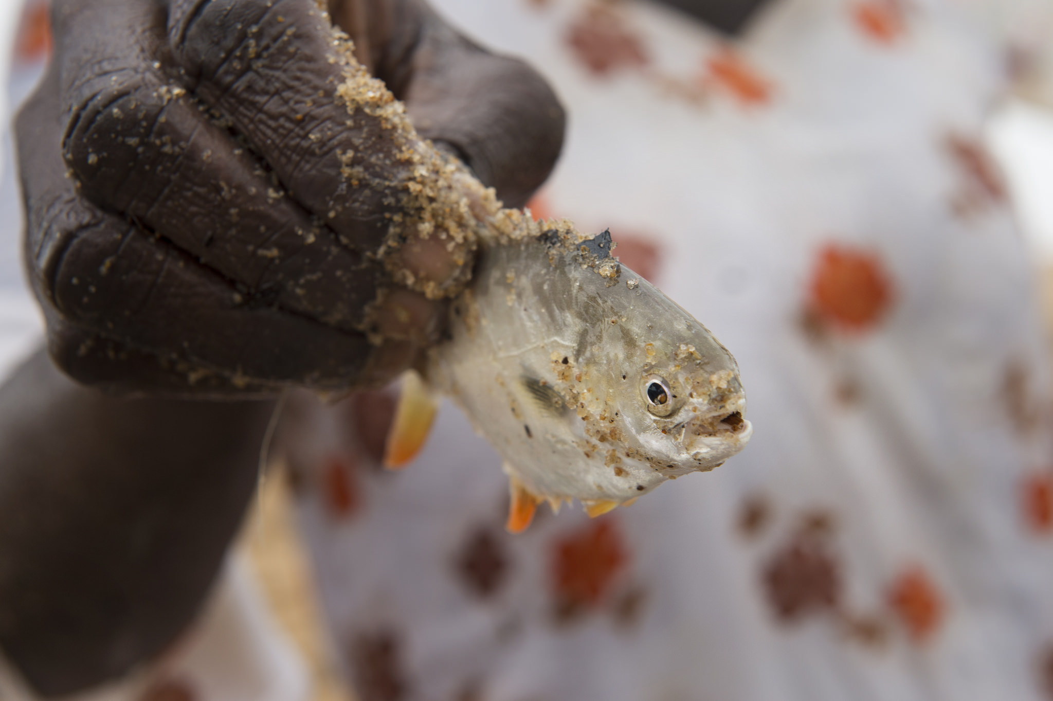 Fisher woman showing fish on the beach. Photo by Anna Fawcus.