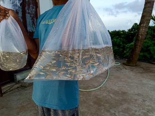 6 weeks old mola fry collected for sale.