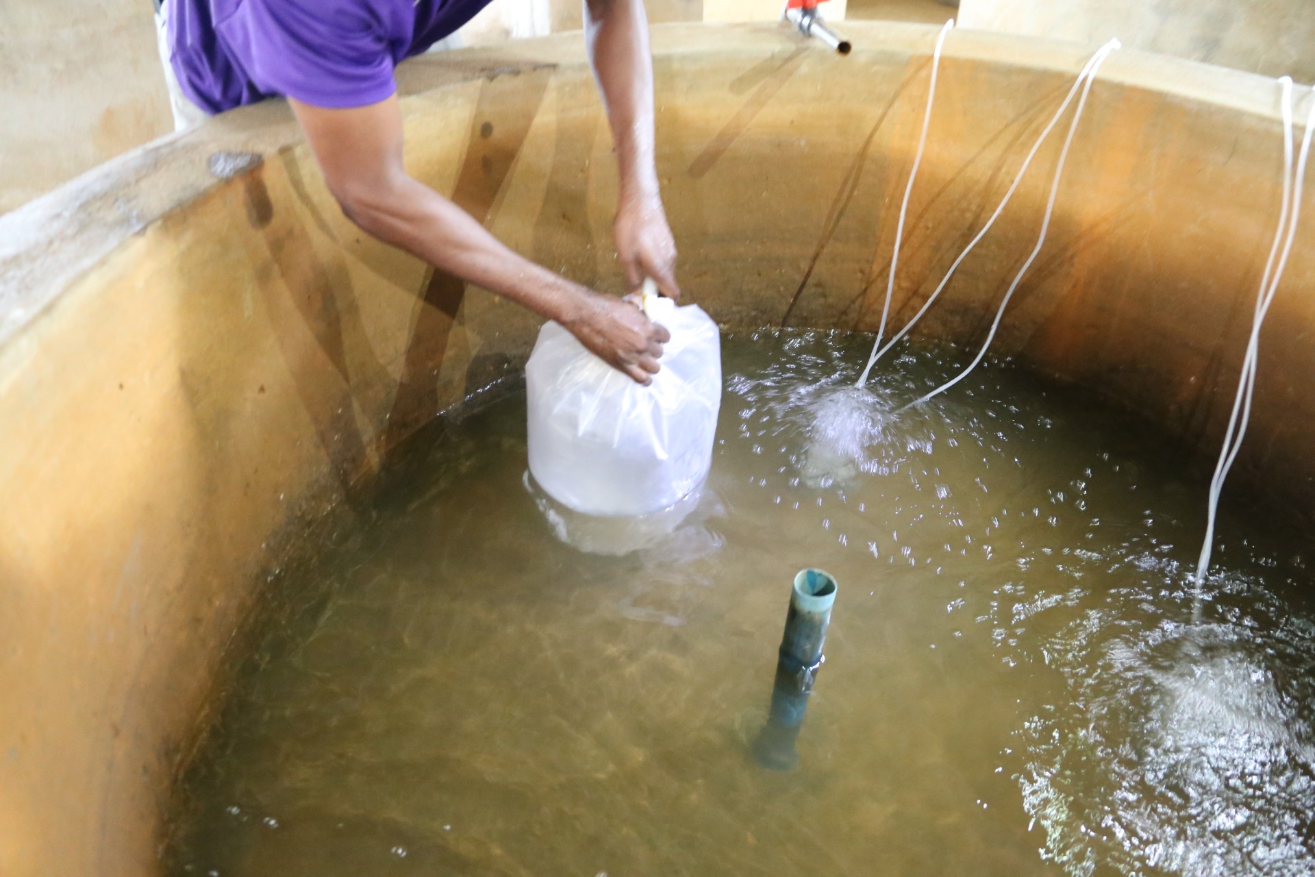 Strengthening local hatchery systems to improve access to quality tilapia seed in Bayelsa State, Nigeria.