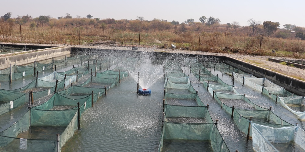 NARDC in Kitwe, Zambia. Photo: Agness Chileya/WorldFish