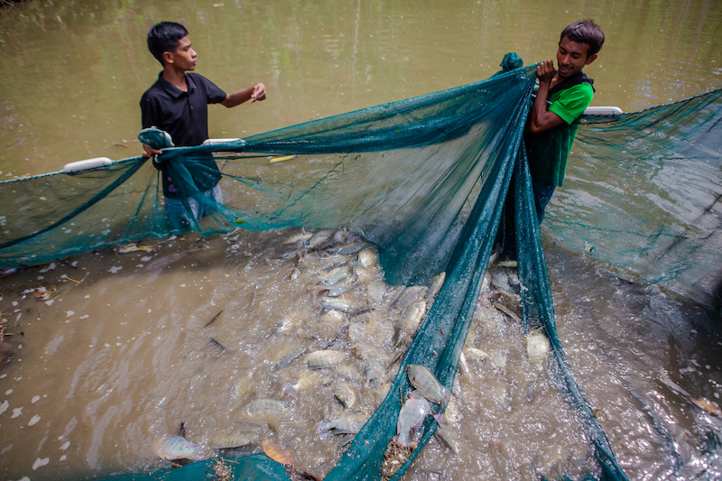 Members of the Leohitu farmer cluster, as part of the Partnership for Aquaculture Development in Timor-Leste Phase 2 project, harvesting fish on 12 August 2022. Photo by Shandy Santos.