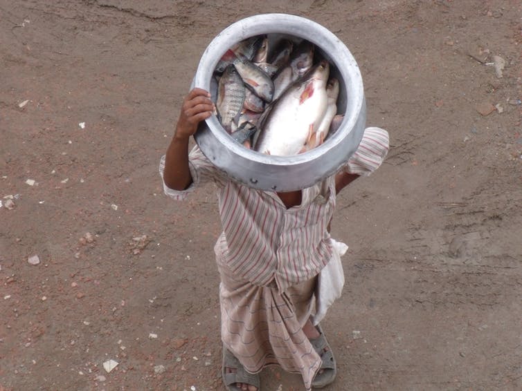 Mobile vendor selling affordable fish in Bangladesh. Photo by Ben Belton, CC BY-ND.