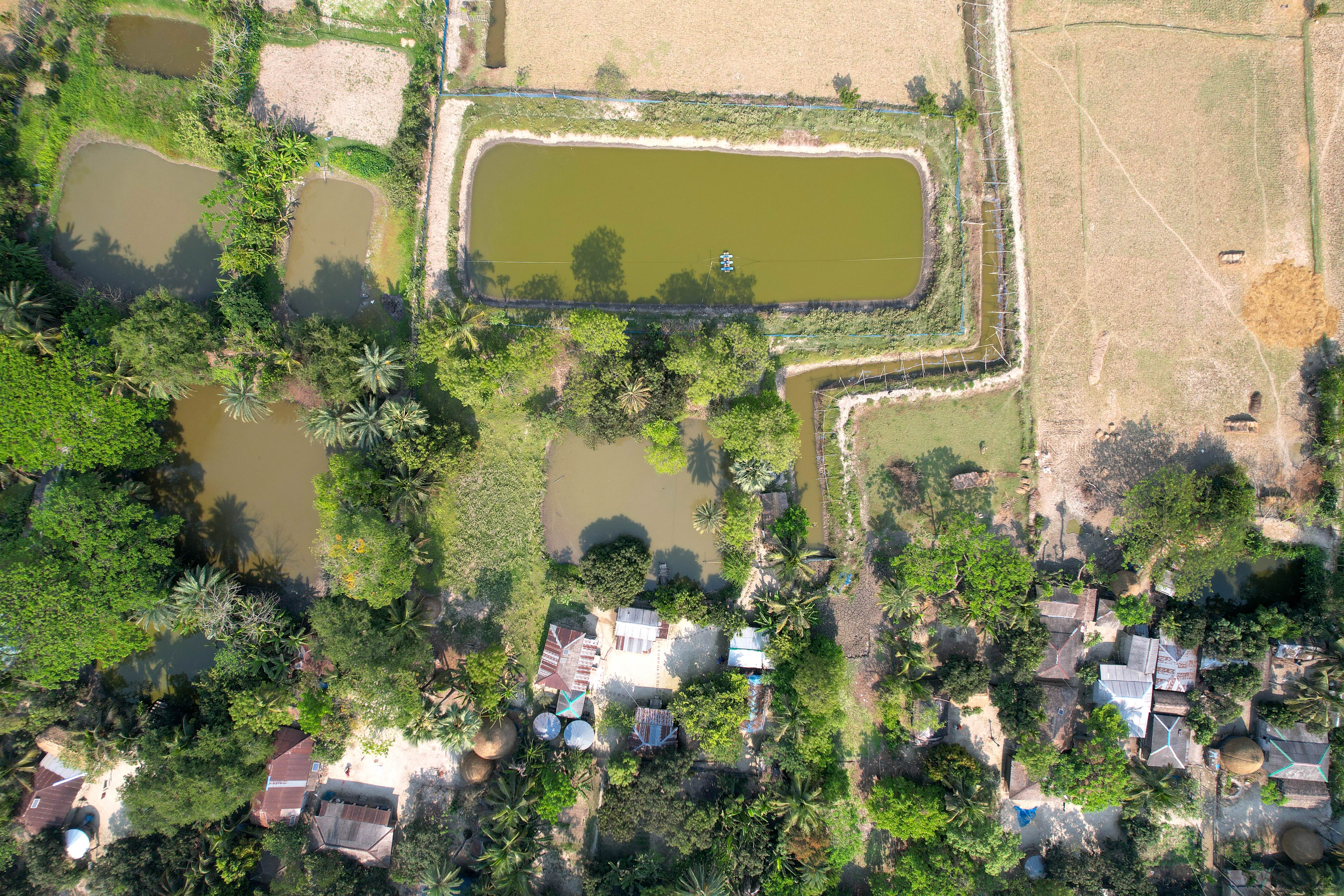 Amit Joarder's homestead and pond in [district], Bangladesh. Photo: Harun Or Rashid/WorldFish