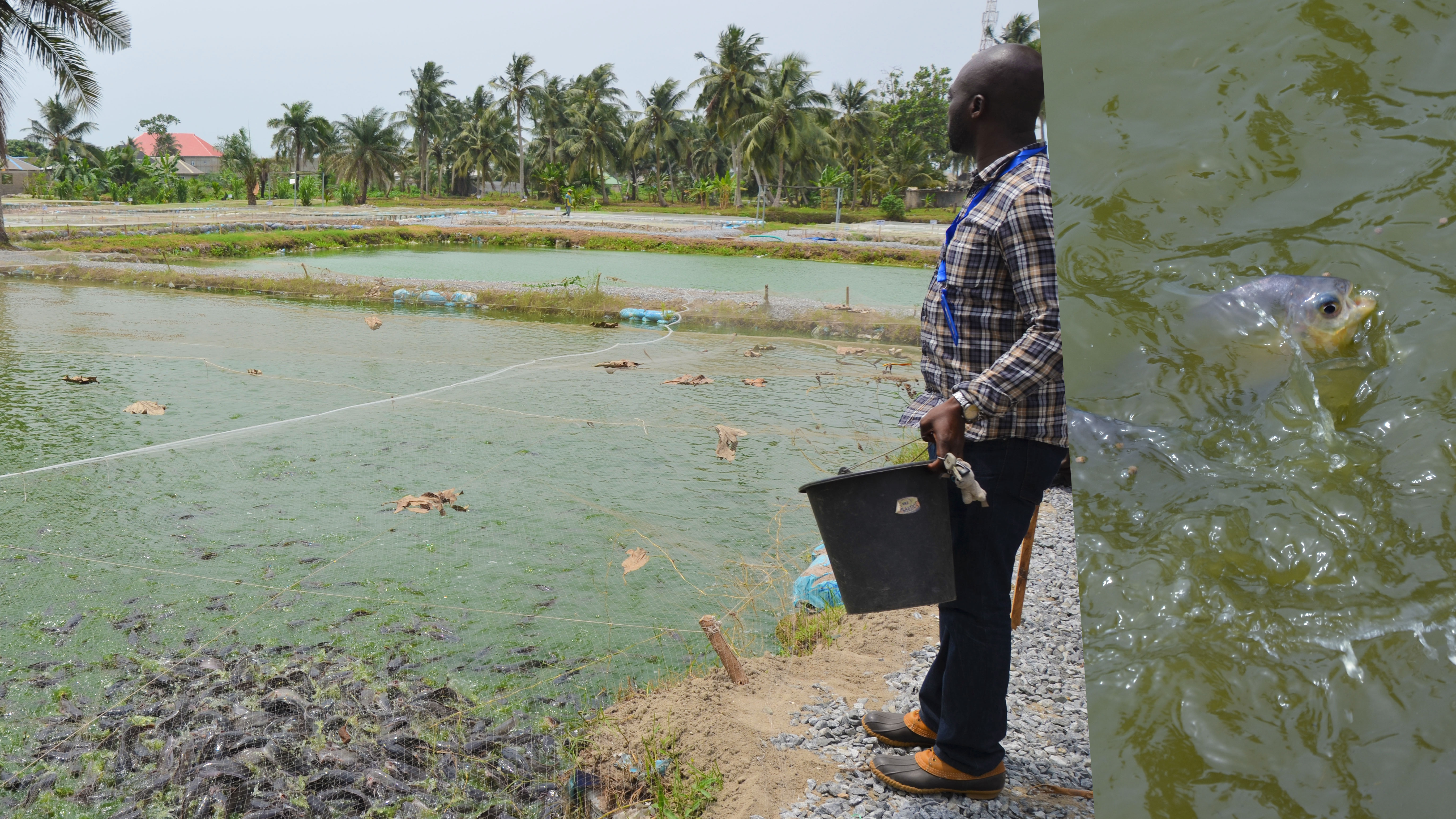 seifarm near Badagry