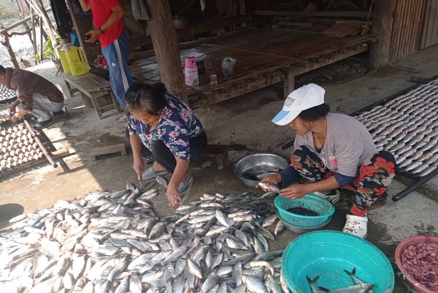 Pilot study participant Daw Vuli prepares fish for smoking. Photo by Yu Muang.