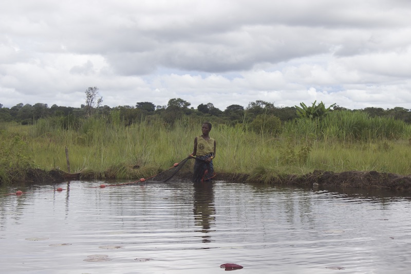 Aquaculture, especially polyculture systems with indigenous small fish species, has the potential to improve the nutrient intake of households during closed fishing seasons. Photo by Lulu Middleton.