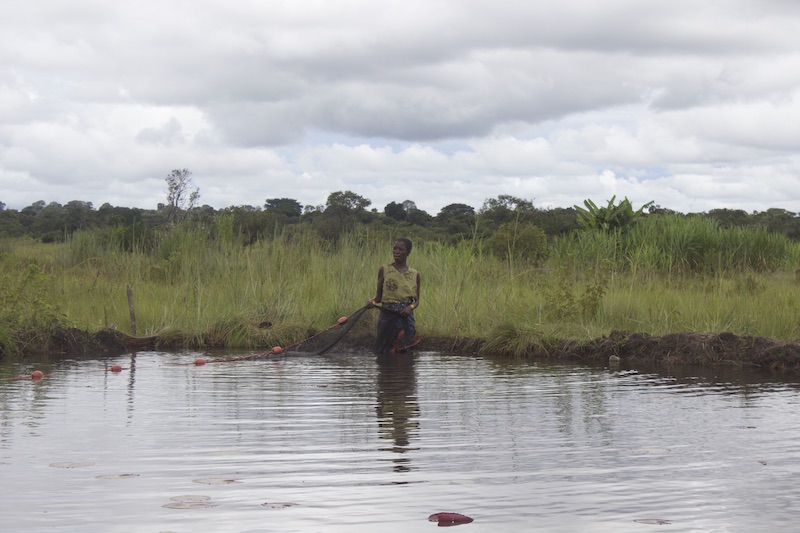 Aquaculture, especially polyculture systems with indigenous small fish species, has the potential to improve the nutrient intake of households during closed fishing seasons. Photo by Lulu Middleton. 