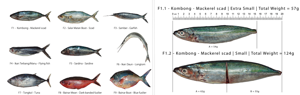 Examples of the visual aids used in the national survey: left, a species identification tool; right, a portion size estimation tool, both designed to support more accurate reporting of fish consumption.