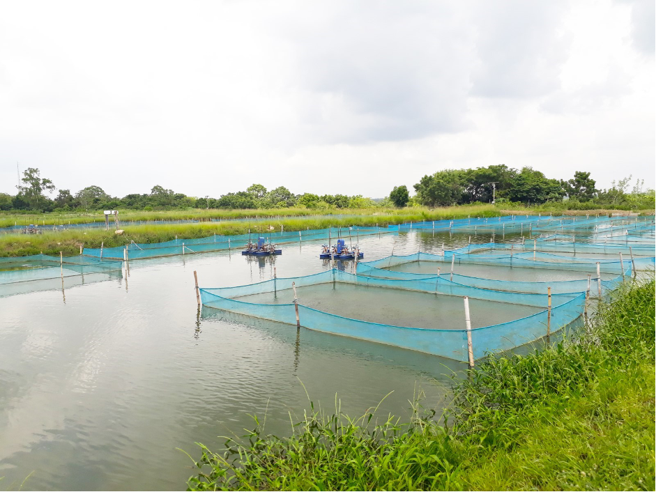 Setting up fish enclosures in an aquaculture pond. Photo by Olaniyi Ajibola.
