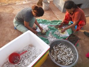 Village women cleaning trey real before drying