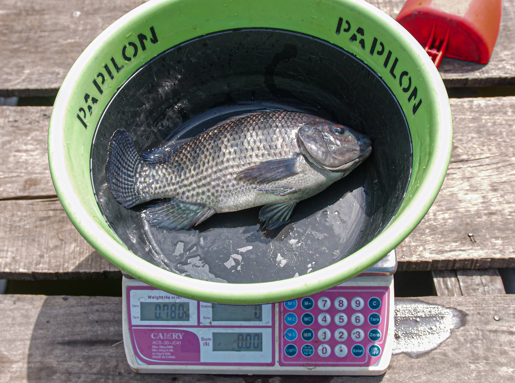 Weighing a recently harvested tilapia in Nigeria. Photo by Olaniyi Ajibola. 