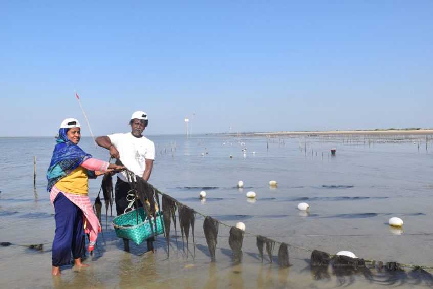 WorldFish and partners are working to train women on seaweed farming as an alternative income-generating stream. Photo supplied by USAID.
