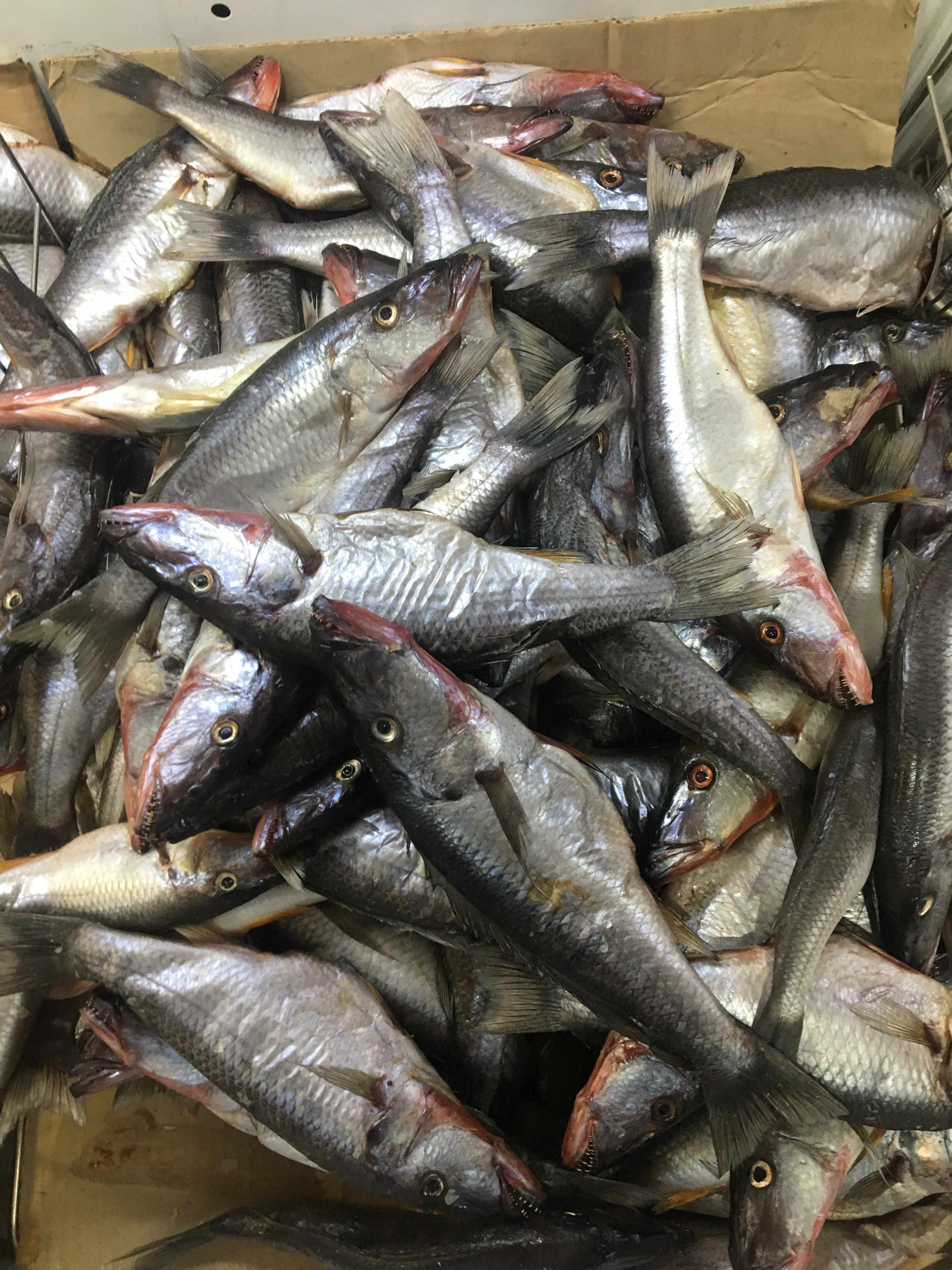 Fresh catch, locally called "mcheni" (Rhamphochromis sp.), from Lake Malawi - sold in a supermarket in capital city of Lilongwe, Malawi.  