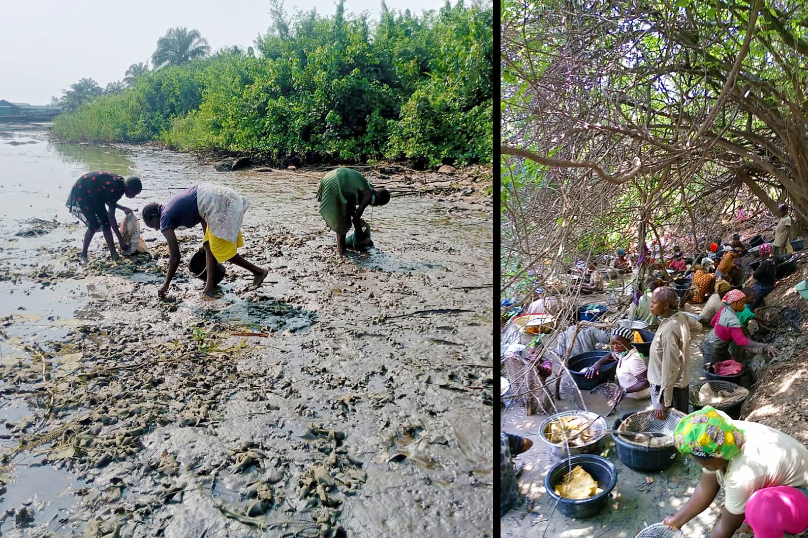 shelfish harvesting