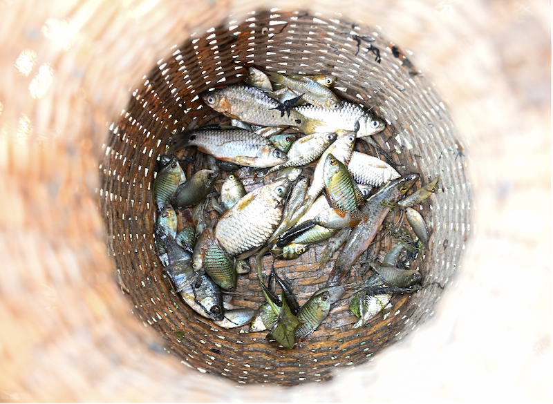 Indigenous small fish species (SIS) constitute 70 percent of fish caught during community fishing. Photo: SK Dubey