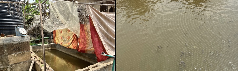 A catfish farm in Oyo State, uses palm fronds and old clothes as shelter the fish.