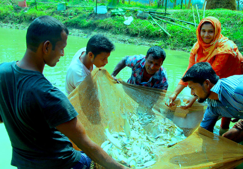 Doli Begum of Sreemangal, Moulvibazar District received training in sustainable aquaculture from the Suchana project, which is contributing to increased production and consumption of nutritious fish and vegetables. Photo: Gopal Chandra/WorldFish