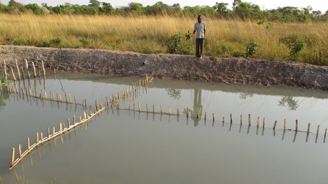 Fish pond in Luwingu, Northern Province Zambia. Photo by Taryn Cadena