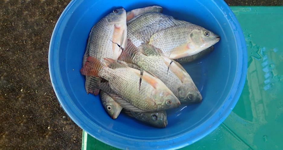 Market-sized tilapia, ready to cook. Photo by WorldFish.