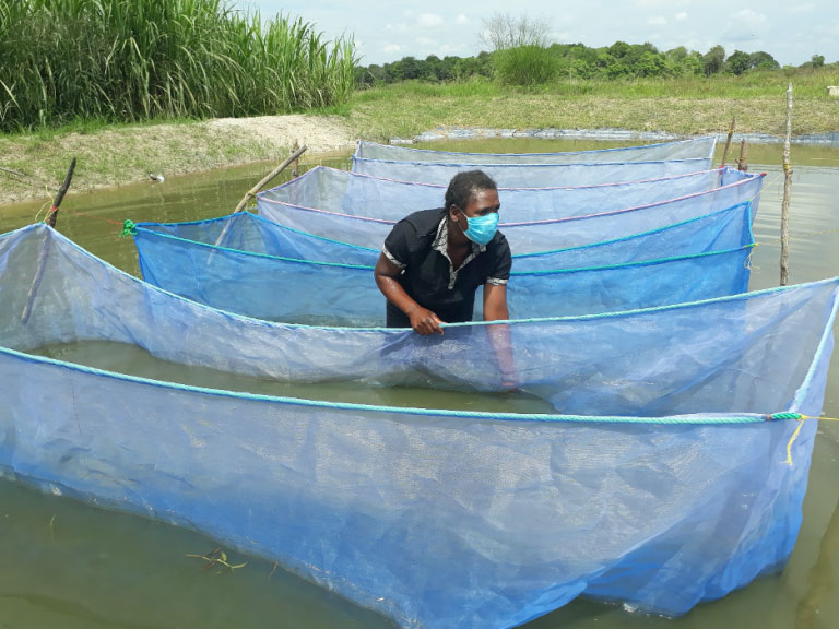 Zambian hatchery