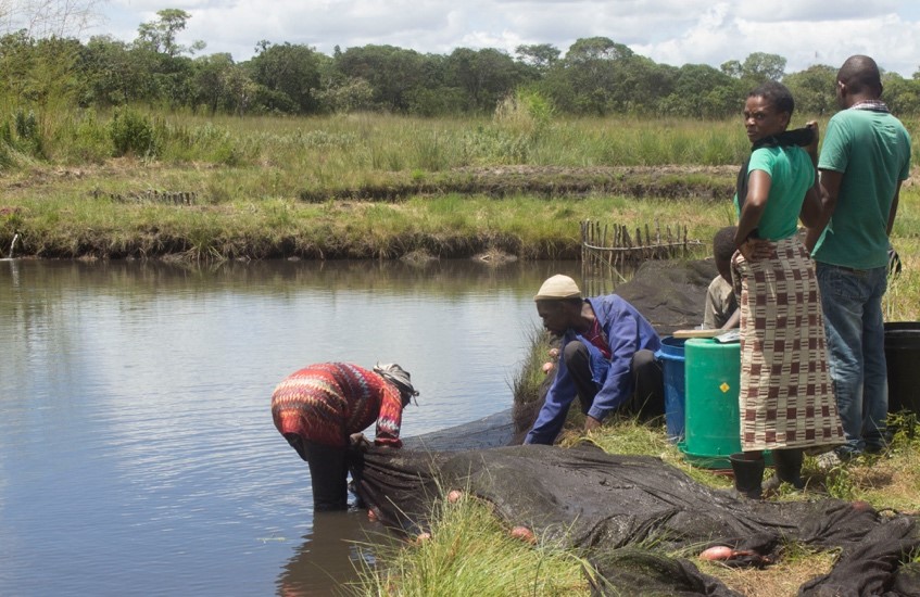 Harvesting of a fish pond, Luwingu. Photo by Muleya Syapwaya.