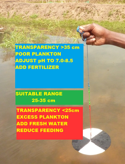 Using the modified Secchi disk, farmers can check water transparency based on color to decide whether or not to apply fertilizer.